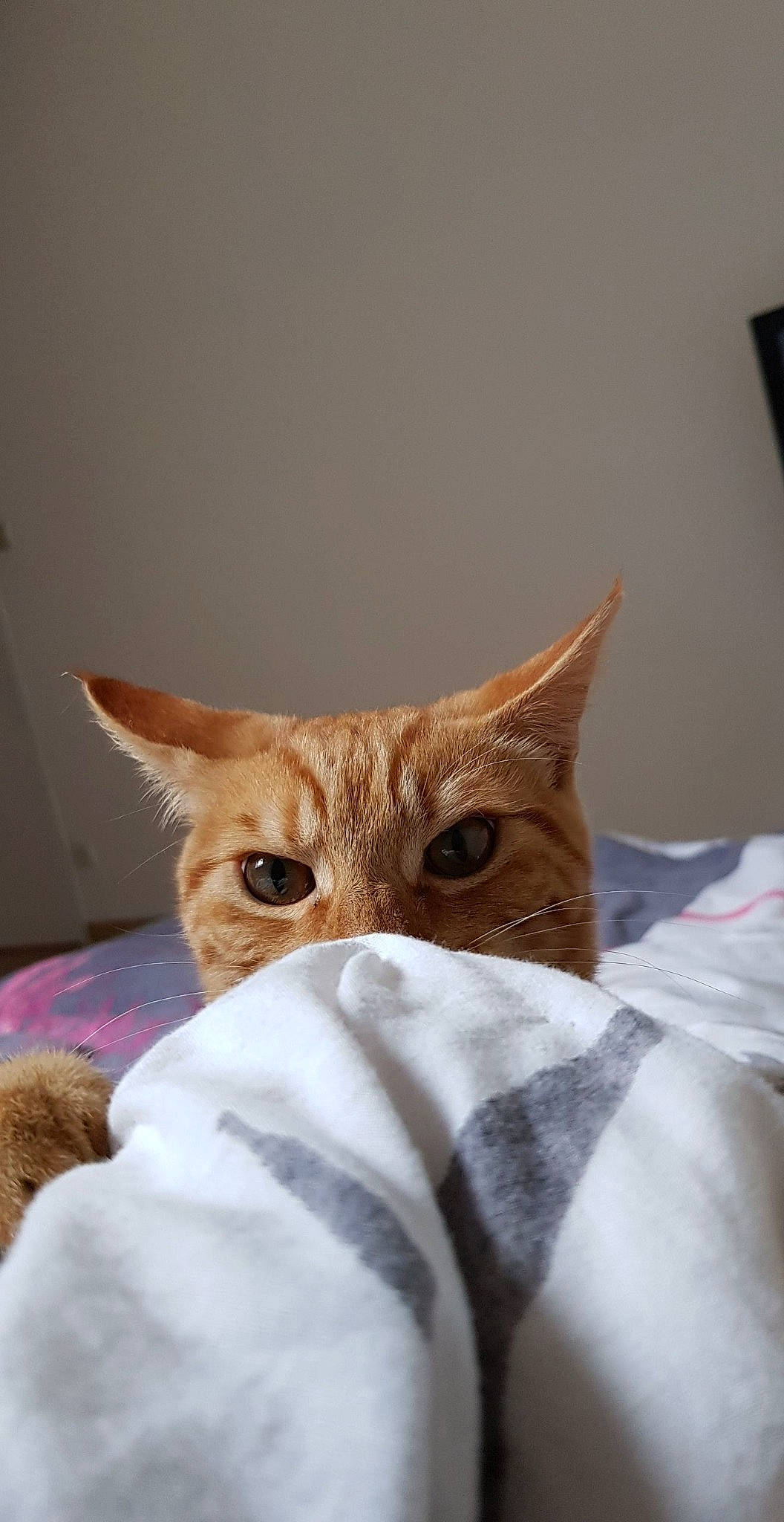 Agnar a rejoint le concours — aidez-le/la à gagner de superbes lots ! aegean_cat, arabian_mau, asian, australian_mist, carnivore, cat, domestic_short_haired_cat, dragon_li, european_shorthair, fawn, felidae, fur, german_rex, kitten, mammal, ojos_azules, singapura, small_to_medium_sized_cats, tabby_cat, whiskers