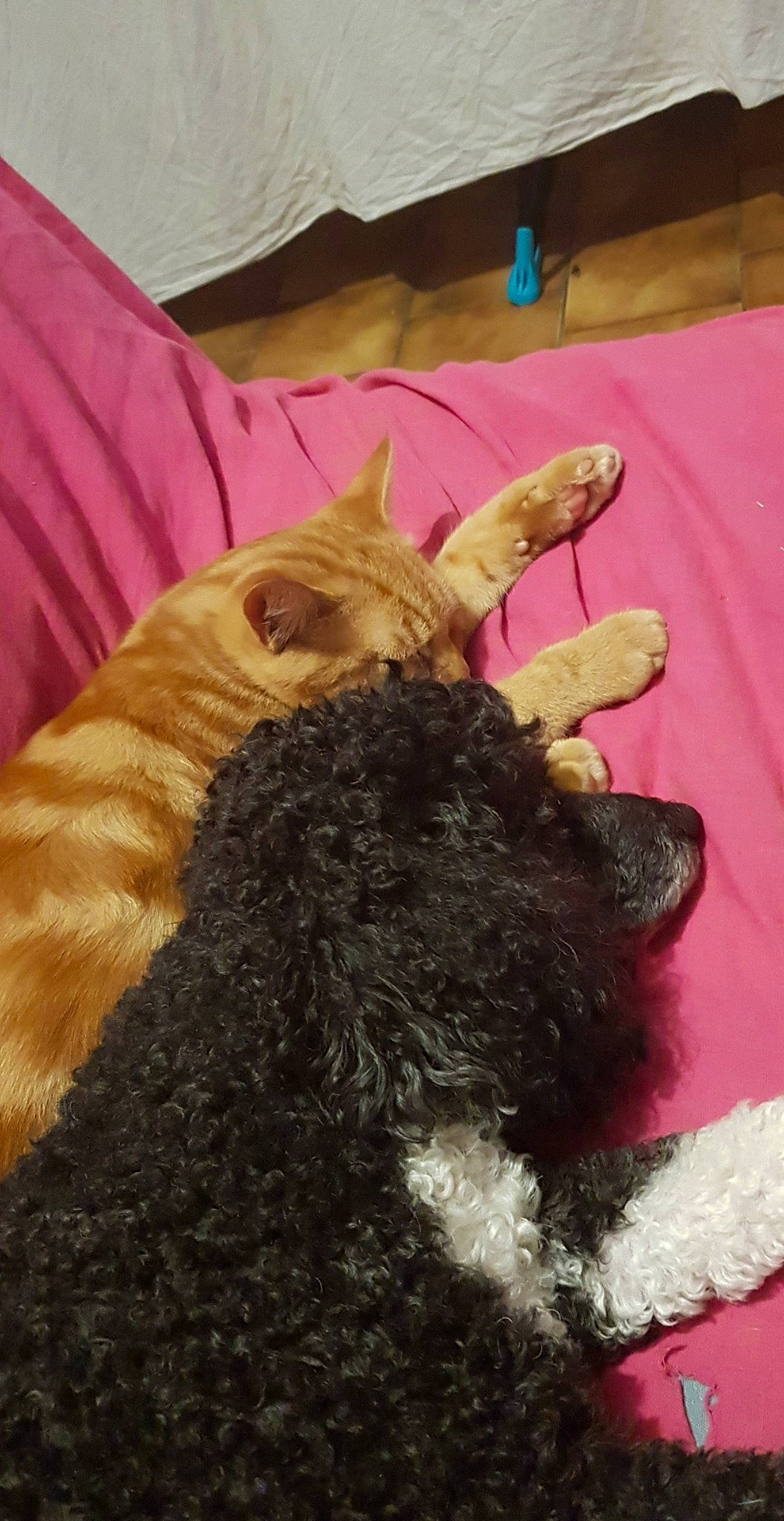 Agnar participe au concours pour gagner de l'argent avec cette photo : carnivore, cat, claw, fawn, felidae, fur, german_rex, paw, small_to_medium_sized_cats, tail, whiskers