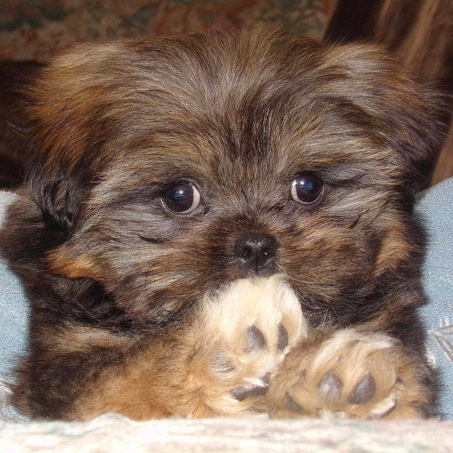 Lilou