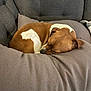 animal, brown_and_white, comfort, couch, cozy, curled_up, cushion, dog, domestic, fur, furniture, home, indoor, nap, pet, quiet, relaxing, resting, sleeping, small_dog