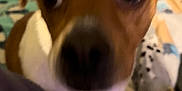 Buster Brown is registered to the contest to win money with this photo: animal, blanket, blurry, brown, canine, close_up, companion, curious, cute, dog, domestic, ears, fabric, face, furry, home, indoor, pet, snout, white