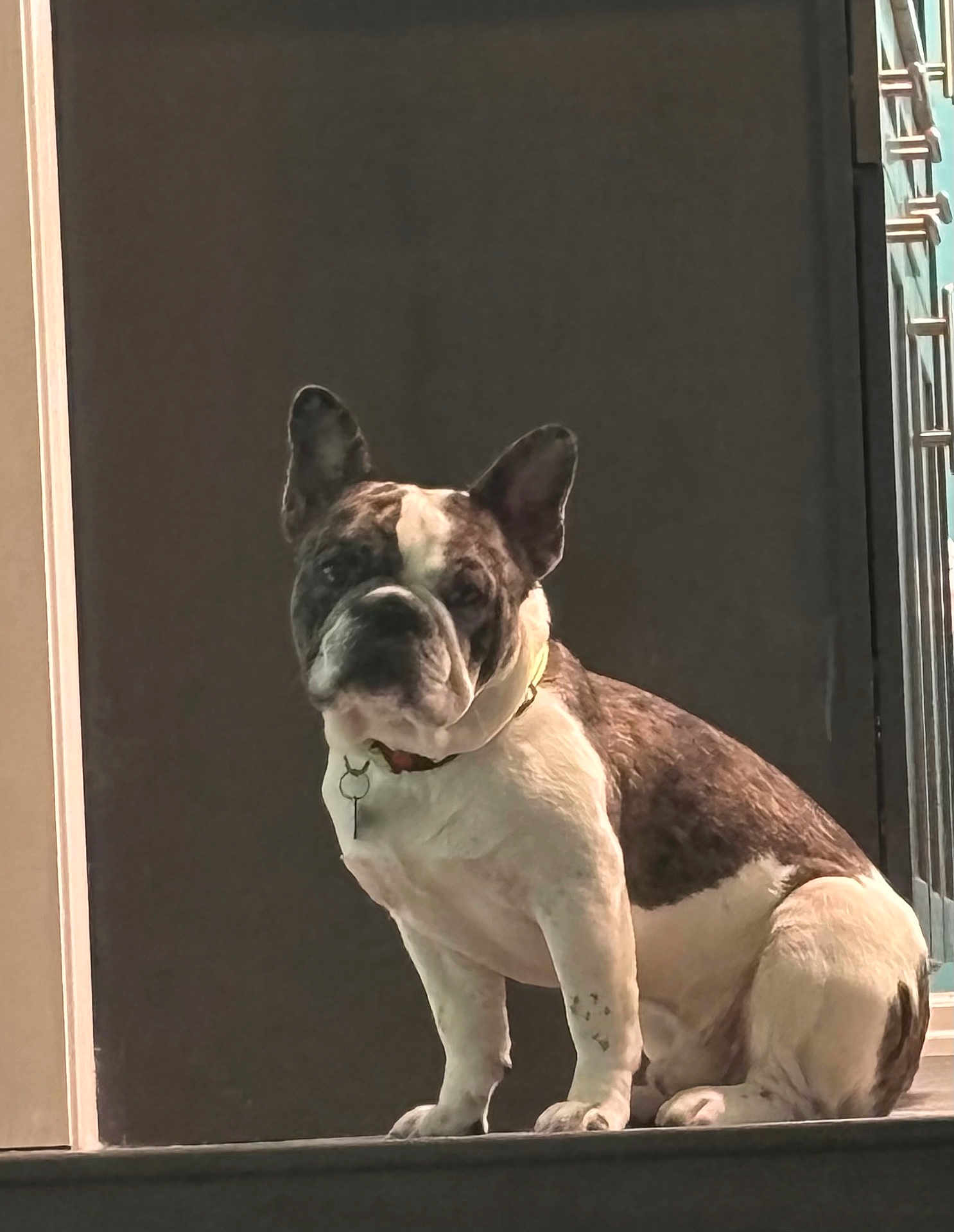 Rex