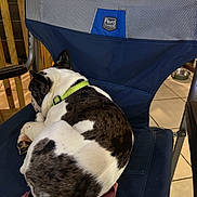 Rex joined the competition — help win amazing prizes! dog, camping_chair, indoor, floor_tile, sandal, pet, resting, collar, brown_and_white, furniture, relaxing, paw, wooden_structure, metal_frame, seat, domestic, animal, comfort, pet_accessory, casual