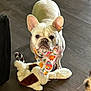 Luna is registered to the contest to win money with this photo: dog, french_bulldog, bandana, toy, plush_toy, floor, wooden_floor, pet, animal, indoor, looking_up, ears_up, cute, playful, white_dog, small_dog, companion, domestic_animal, adorable, pet_accessory