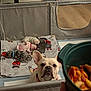 Luna is registered to the contest to win money with this photo: french_bulldog, puppies, dog, blanket, sleeping, food_bowl, indoor, pet, cute, animal, barrier, floor, collar, resting, group, young, nap, companion, curious, cozy