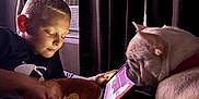 Luna is registered to the contest to win money with this photo: boy, dog, bulldog, tablet, snack, bowl, blanket, curtains, window, indoor, child, pet, technology, light, cozy, bed, relaxing, watching, focus, casual