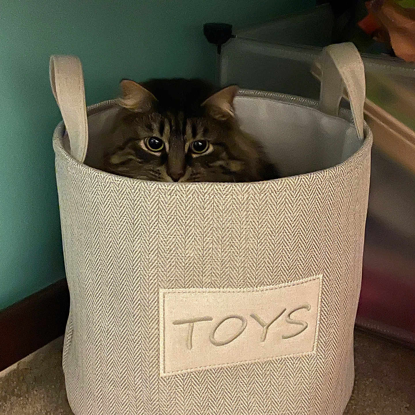 Basil joined the competition — help win amazing prizes! cat, tabby, pet, animal, basket, fabric, container, indoor, curious, peeking, toy_storage, home, carpet, wall, furniture, cute, eyes, ears, hiding, cozy