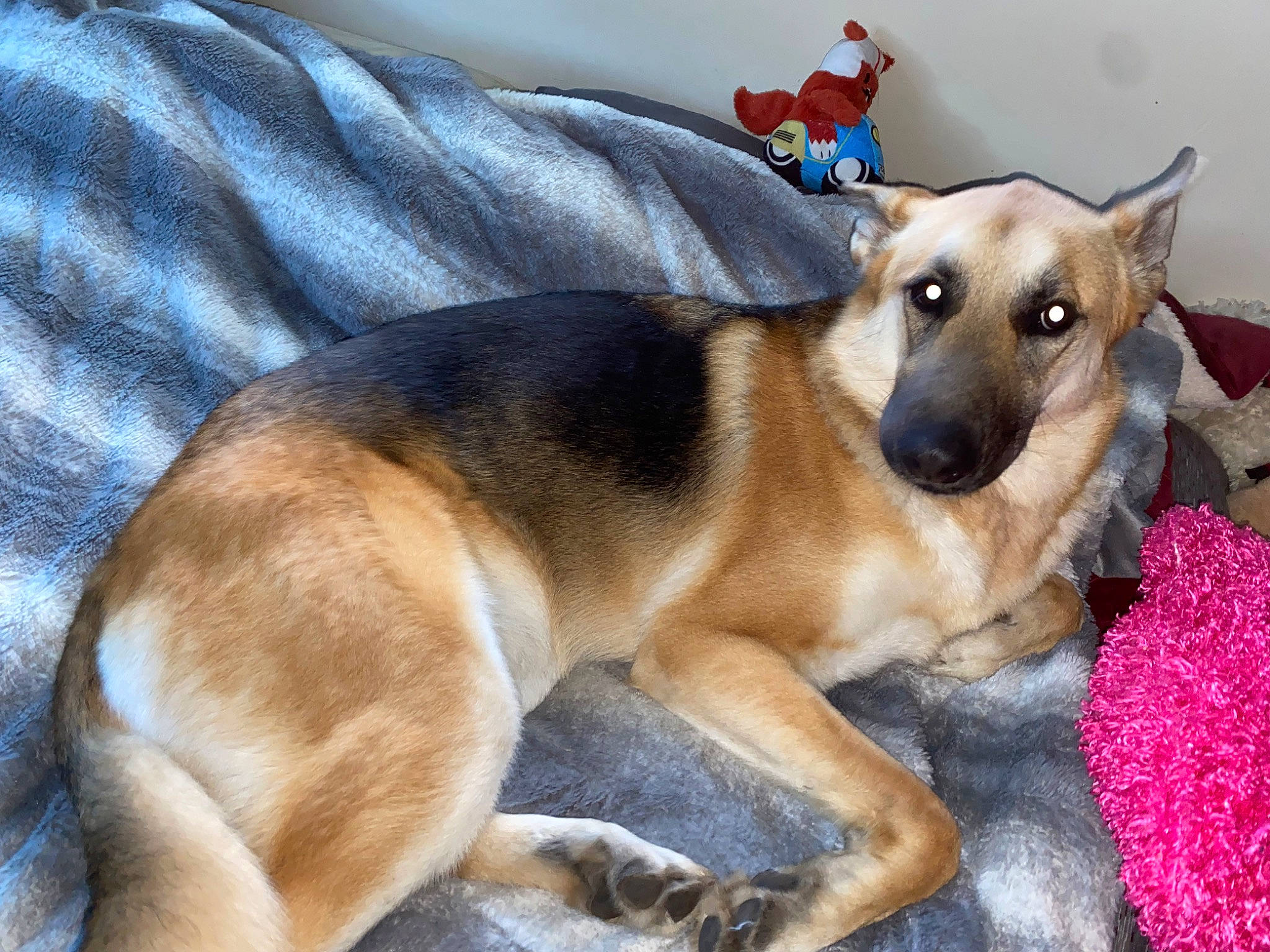 Kahlua joined the competition — help win amazing prizes! canidae, carnivore, comfort, companion_dog, couch, dog, dog_breed, dog_supply, fawn, fur, linens, paw, pet_supply, snout, sporting_group, terrestrial_animal, whiskers, working_animal, working_dog