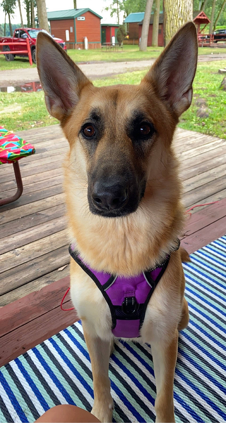 Kahlua joined the competition — help win amazing prizes! canidae, carnivore, collar, companion_dog, dog, dog_breed, dog_collar, dog_supply, door, fawn, german_shepherd_dog, old_german_shepherd_dog, outdoor_bench, outdoor_furniture, pet_supply, plant, snout, sporting_group, wood, working_dog