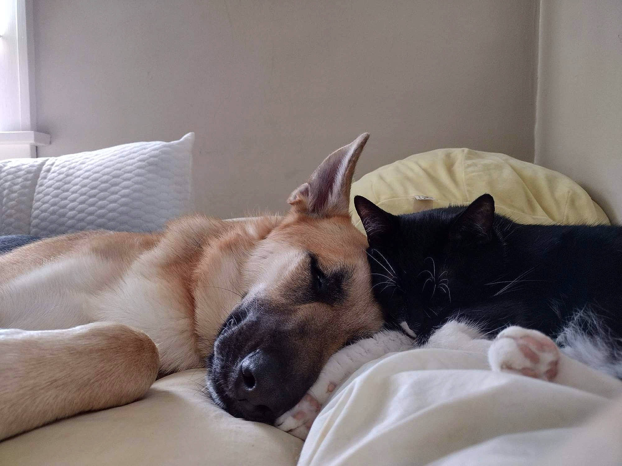 Kahlua is registered to the contest to win money with this photo: canidae, carnivore, cat, cat_supply, comfort, companion_dog, dog, dog_breed, domestic_short_haired_cat, fawn, felidae, fur, linens, paw, room, small_to_medium_sized_cats, snout, sporting_group, tail, whiskers