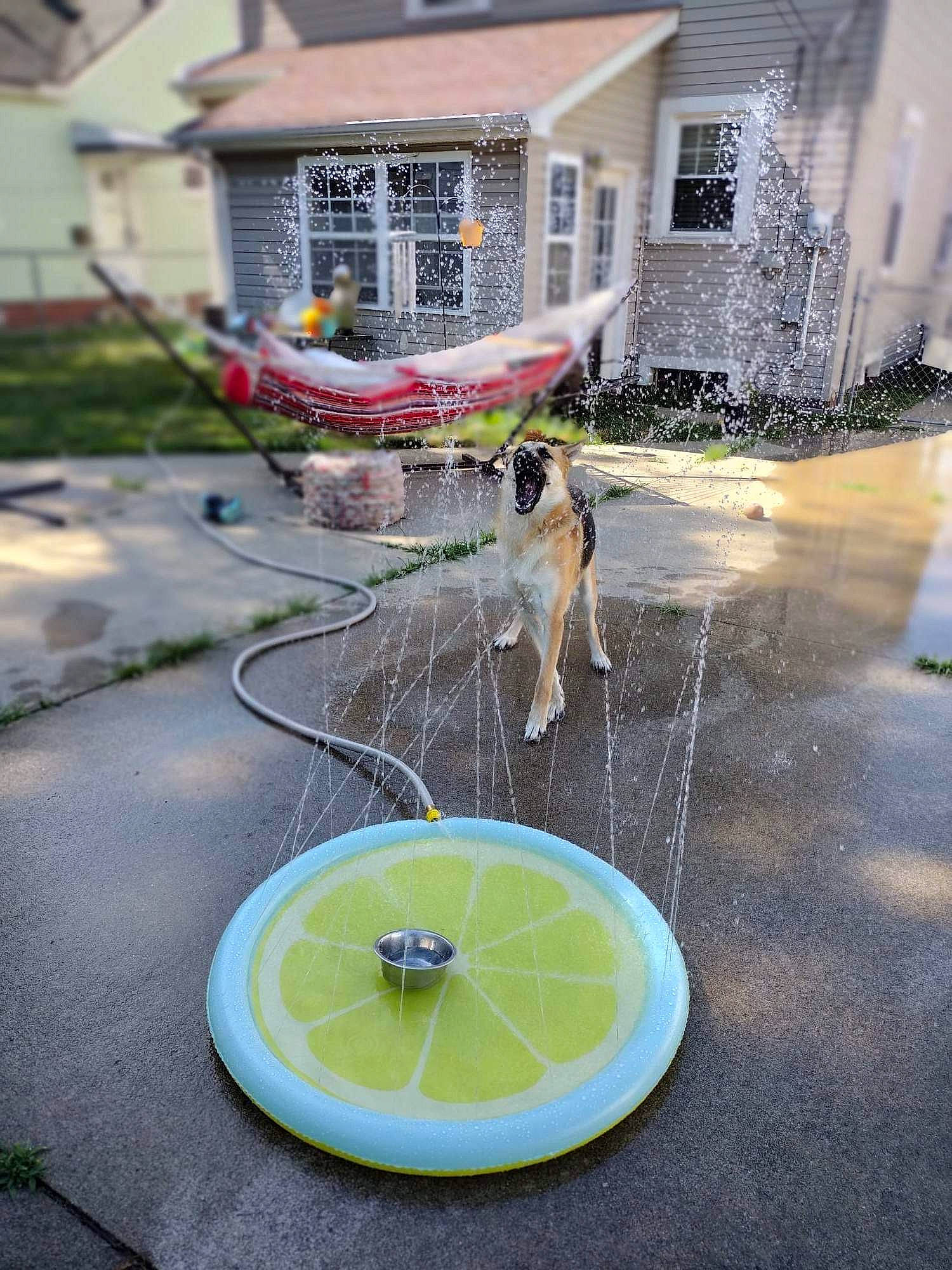 Kahlua is registered to the contest to win money with this photo: ball, building, circle, citrus, flooring, fruit, glass, grass, leisure, net, plant, recreation, road_surface, sports_equipment, tire, urban_design, water_feature, wheel, window, winter