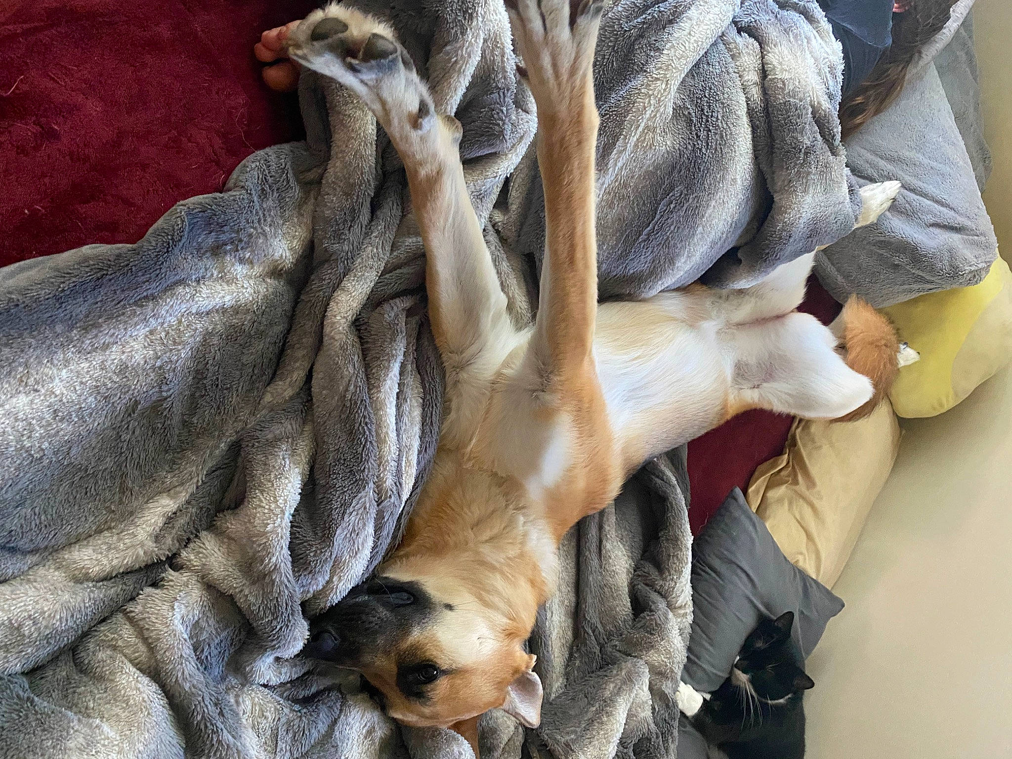 Kahlua is registered to the contest to win money with this photo: canidae, carnivore, claw, comfort, companion_dog, dog, dog_breed, fawn, felidae, fur, guard_dog, human_leg, paw, small_to_medium_sized_cats, snout, sporting_group, tail, whiskers, wildlife, wood