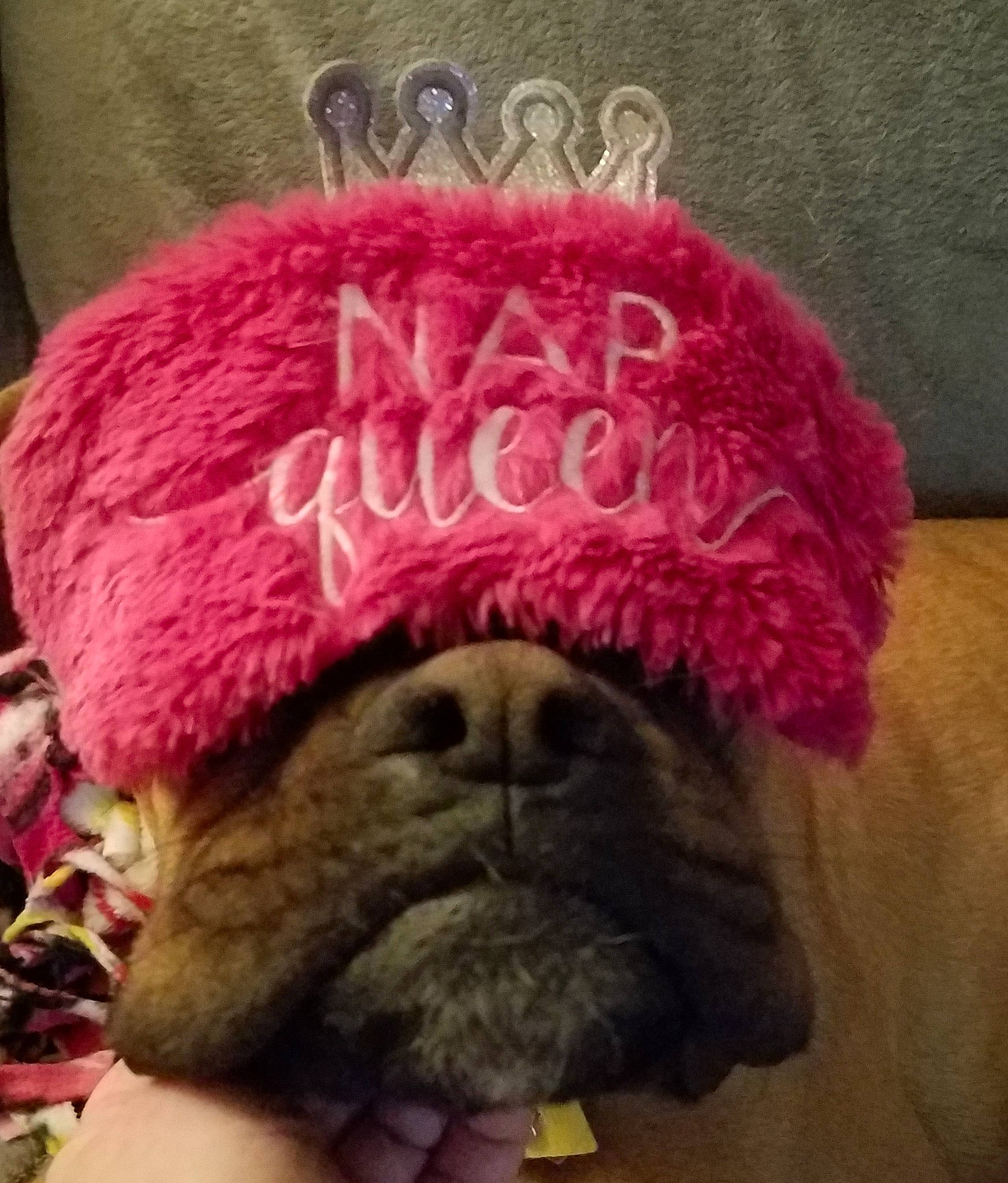 Hailie joined the competition — help win amazing prizes! bulldog, canidae, carnivore, companion_dog, crochet, dog, dog_breed, fawn, french_bulldog, fur, non_sporting_group, pug, puppy, snout, toy_dog, wool