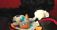 Héliot participe au concours pour gagner de l'argent avec cette photo : dog, black_dog, fluffy, pet, animal, toy, plush_toy, activity_center, baby_toy, colorful, orange, blue, red, indoor, seated, portrait, close_up, dark_fur, playful, home