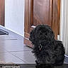 Héliot participe au concours pour gagner de l'argent avec cette photo : dog, black_dog, fluffy, sitting, indoors, floor, tile_floor, wooden_door, home, pet, collar, tag, portrait, posing, long_hair, small_dog, shaggy, photograph, social_media_screenshot, furniture