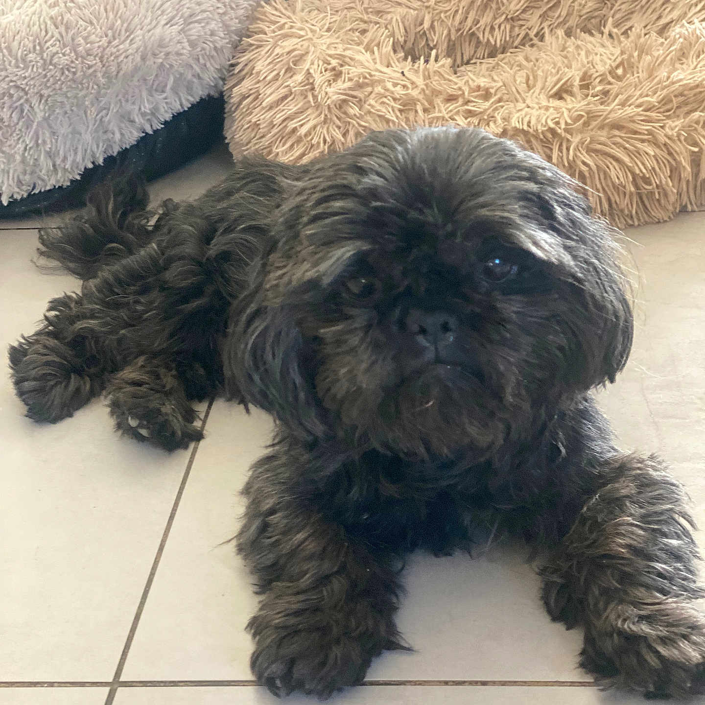 Héliot a rejoint le concours — aidez-le/la à gagner de superbes lots ! dog, black_dog, fluffy, shaggy, pet, animal, portrait, lying_down, indoor, home, tile_floor, couch, pillows, dark_fur, brown_fur, face, eyes, nose, paws, relaxed