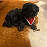 dog, dogs, black_dog, fluffy, curly_coat, small_dog, pet, animal, bandana, red_bandana, festive, holiday, indoor, rug, brown_rug, cream_rug, lying_down, sitting, toy, portrait