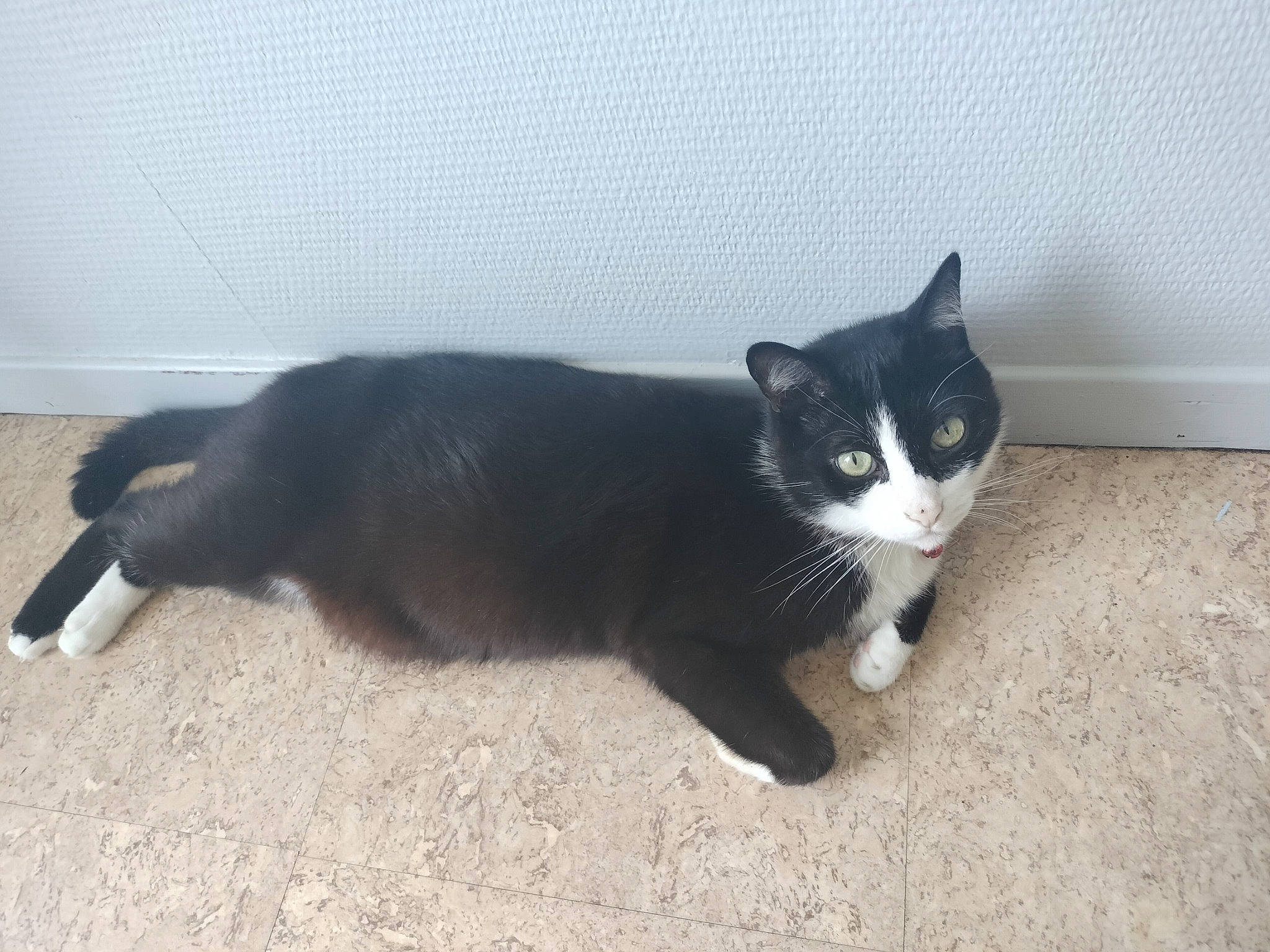 Félix a rejoint le concours — aidez-le/la à gagner de superbes lots ! black_cat, carnivore, cat, domestic_short_haired_cat, felidae, flooring, fur, paw, shadow, small_to_medium_sized_cats, snout, tail, terrestrial_animal, whiskers