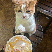 Violet joined the competition — help win amazing prizes! cat, kitten, orange_white, pet, animal, whiskers, paws, green_eyes, indoors, wooden_chair, table, drink, whipped_cream, caramel, cafe, portrait, closeup, sitting, reaching, cute
