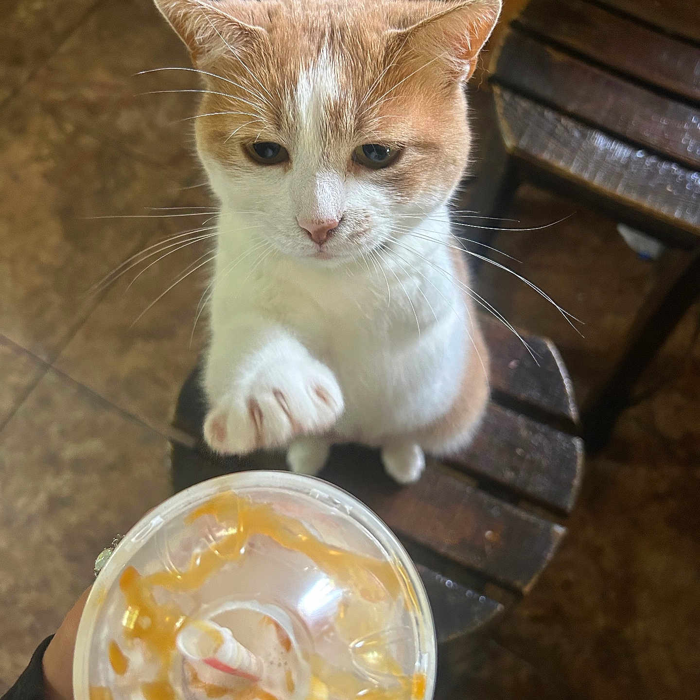 Violet joined the competition — help win amazing prizes! cat, kitten, orange_white, pet, animal, whiskers, paws, green_eyes, indoors, wooden_chair, table, drink, whipped_cream, caramel, cafe, portrait, closeup, sitting, reaching, cute