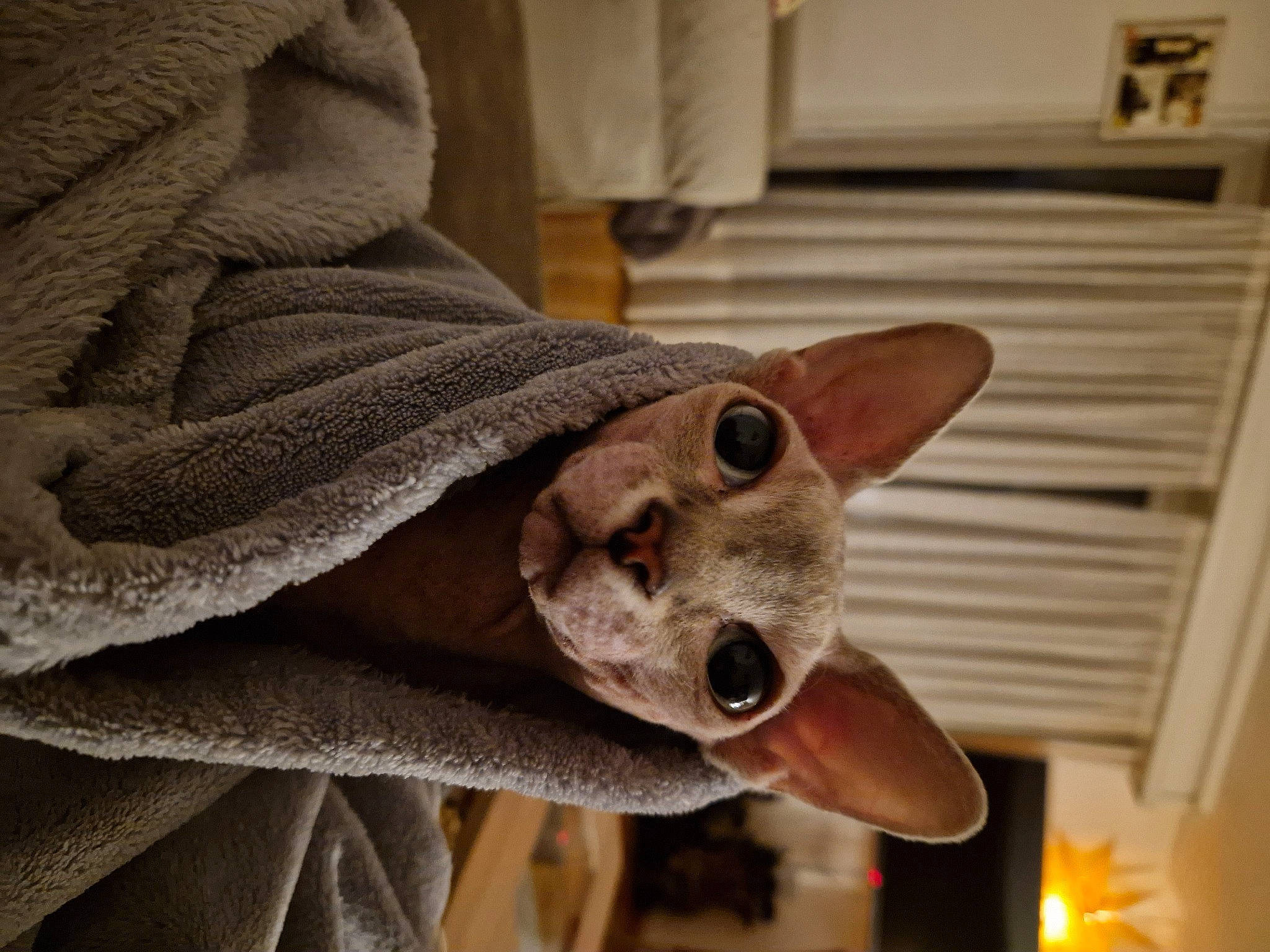 Dior participe au concours pour gagner de l'argent avec cette photo : carnivore, cone, costume_hat, fang, fashion_accessory, fawn, felidae, fur, grey, jaw, sleeve, small_to_medium_sized_cats, snout, tail, whiskers, wood, working_animal