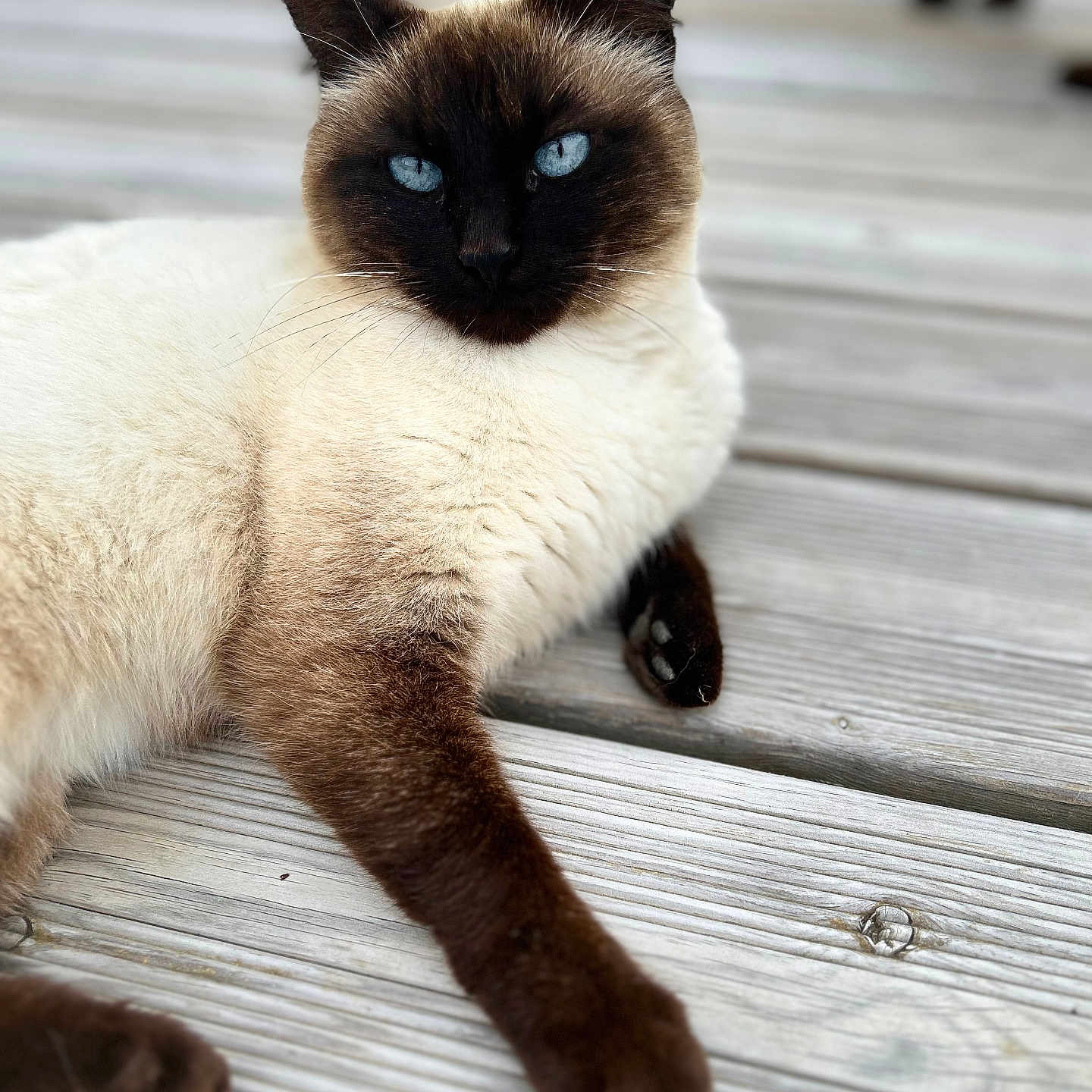 Nala a rejoint le concours — aidez-le/la à gagner de superbes lots ! animal, cat, kitten, manx, pet, siamese, water, waterfront, wood