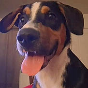 Rocky is registered to the contest to win money with this photo: animal, black, brown, canine, close_up, cute, dog, domestic_animal, ears, expression, friendly, happy, indoor, muzzle, nose, pet, portrait, smiling, tongue, white