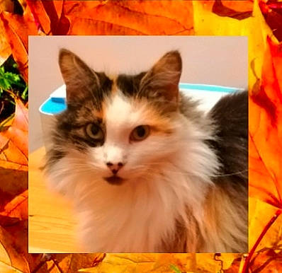 Lilipuce participe au concours pour gagner de l'argent avec cette photo : art, box, british_longhair, carnivore, cat, domestic_short_haired_cat, fawn, felidae, fur, maine_coon, paw, photo_caption, photograph, plant, small_to_medium_sized_cats, snapshot, snout, tail, whiskers