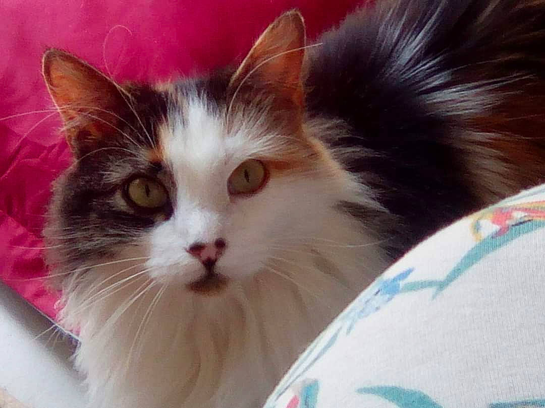 Lilipuce participe au concours pour gagner de l'argent avec cette photo : carnivore, cat, comfort, domestic_short_haired_cat, eye, fawn, felidae, fur, paw, small_to_medium_sized_cats, snout, whiskers