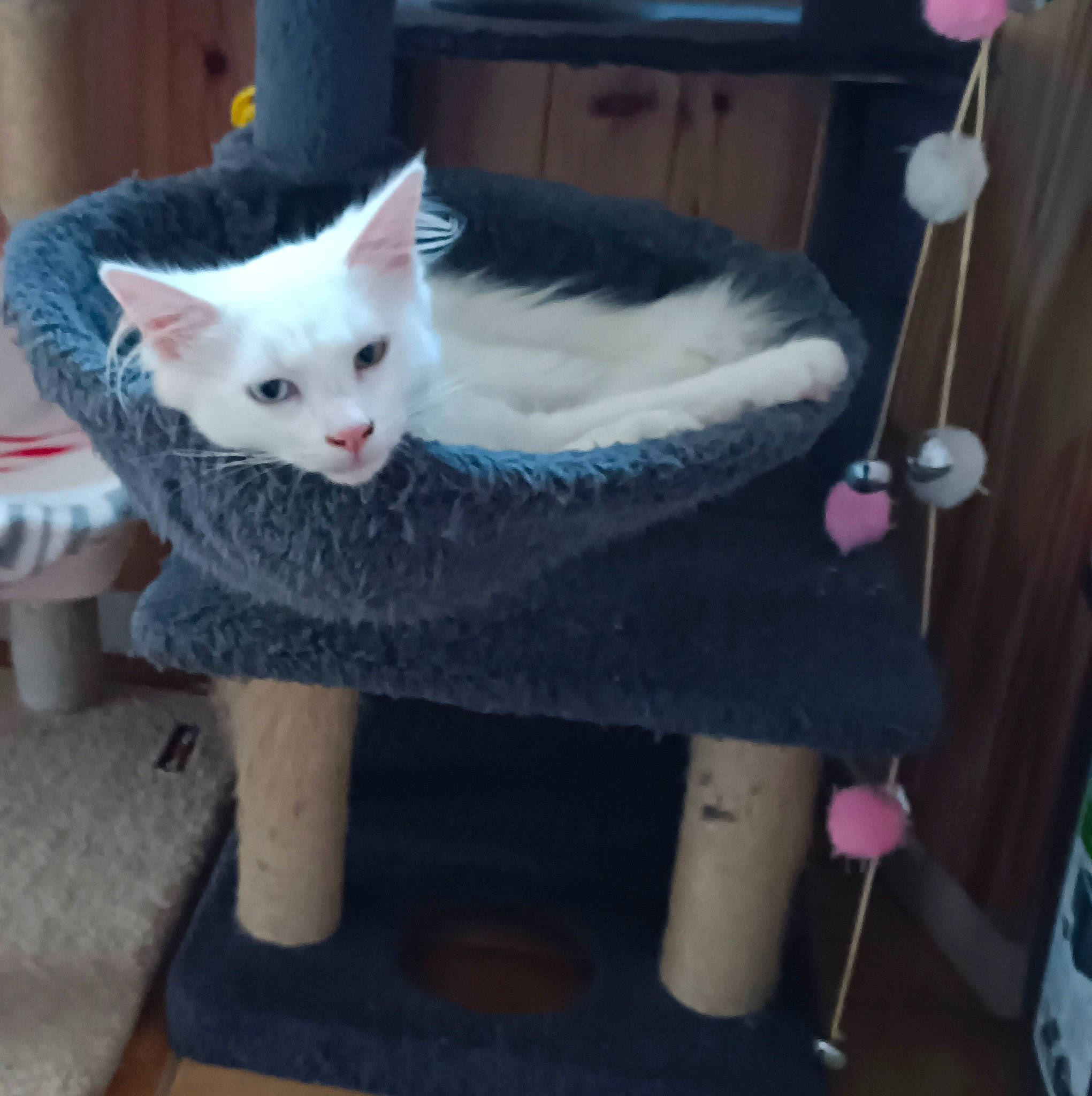 Bounty participe au concours pour gagner de l'argent avec cette photo : carnivore, cat, cat_furniture, cat_supply, chair, comfort, domestic_short_haired_cat, fawn, felidae, fur, paw, photo_caption, room, shelf, sitting, small_to_medium_sized_cats, tail, whiskers, window, wood