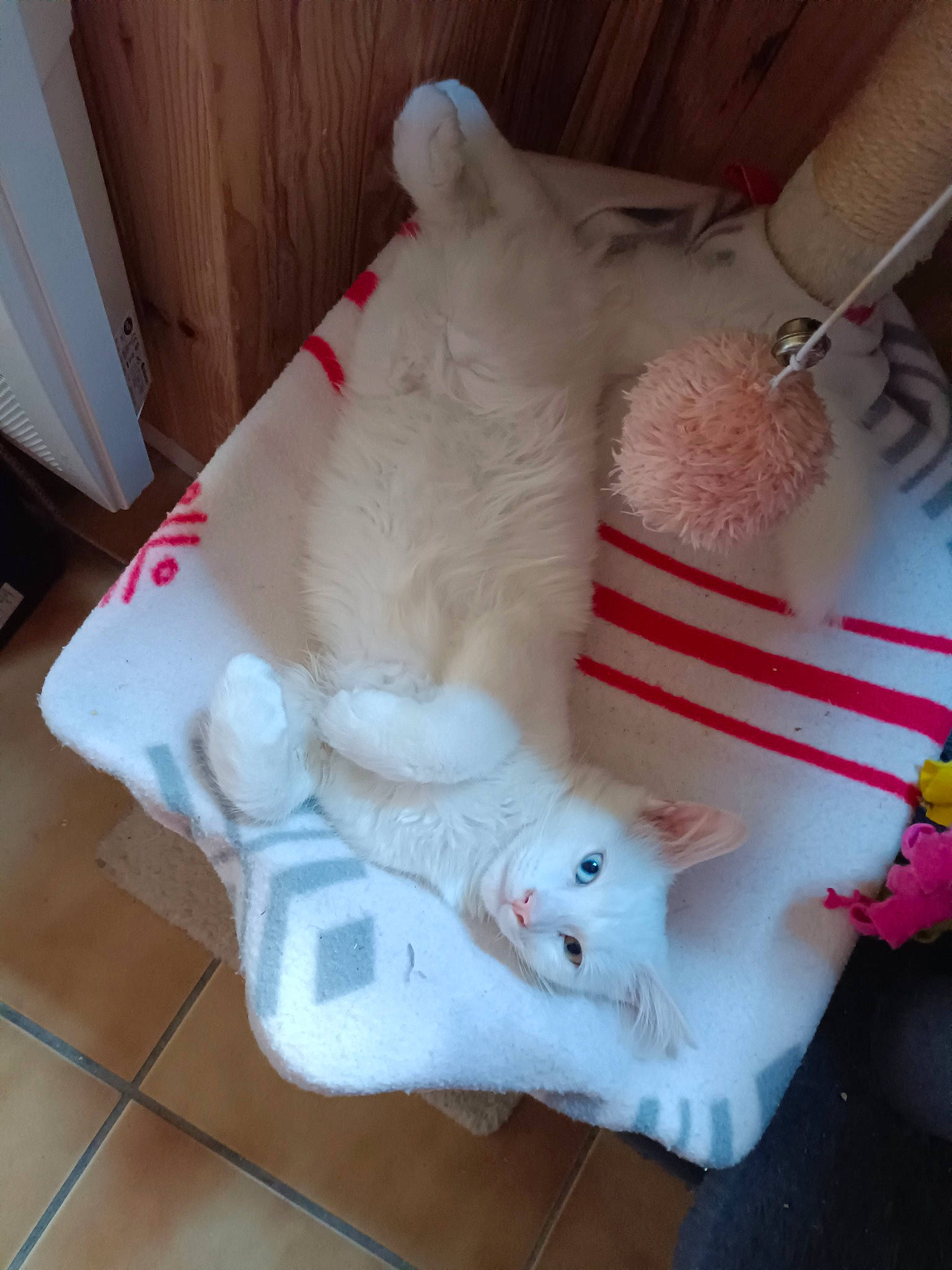 Bounty participe au concours pour gagner de l'argent avec cette photo : carmine, cat, comfort_food, fawn, felidae, flooring, foot, fur, hardwood, musical_instrument, paw, plastic, plush, small_to_medium_sized_cats, stuffed_toy, tail, toy, whiskers, wood, wool