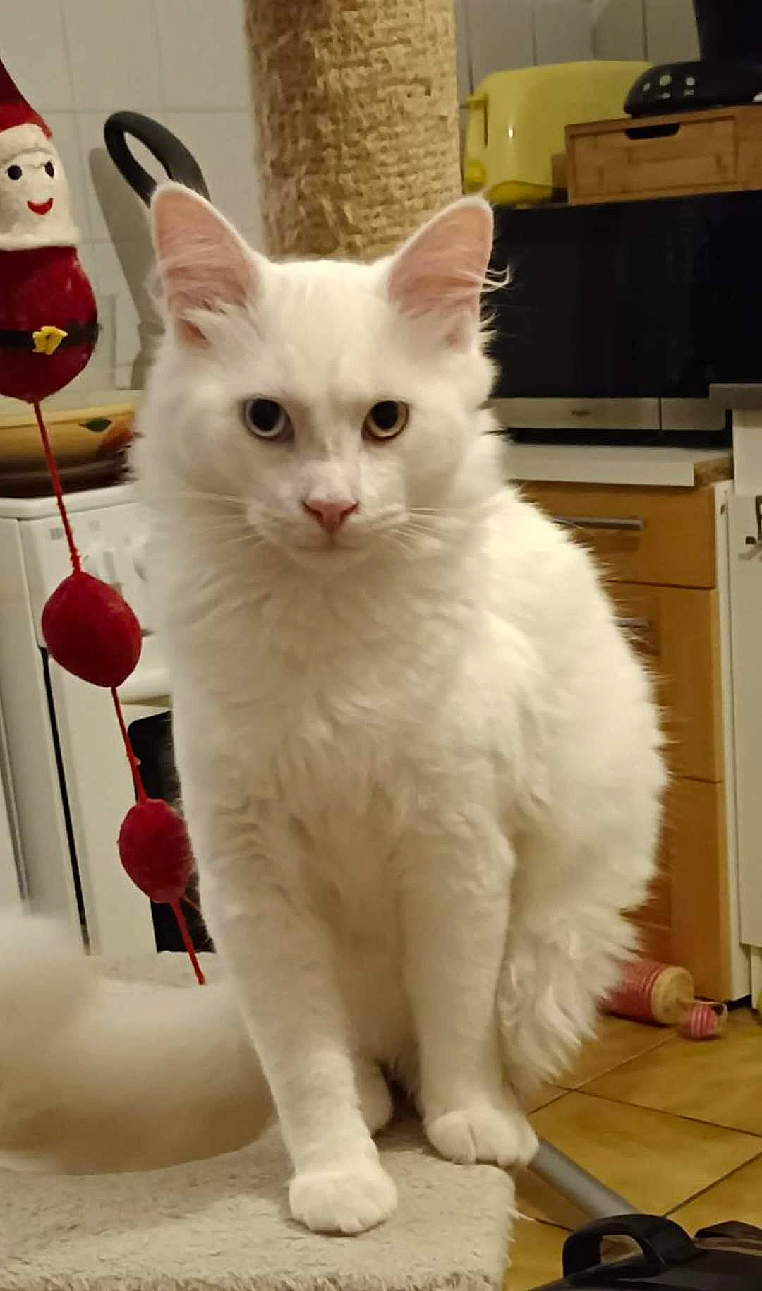 Bounty a rejoint le concours — aidez-le/la à gagner de superbes lots ! cabinetry, carnivore, cat, domestic_short_haired_cat, drawer, eye, felidae, fur, head, home_appliance, iris, kitchen_appliance, kitchen_stove, microwave_oven, paw, small_to_medium_sized_cats, snout, snowman, tail, whiskers