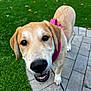 Honey joined the competition — help win amazing prizes! dog, canine, pet, animal, outdoor, grass, pavement, close_up, pink_harness, friendly, happy, brown_fur, white_fur, snout, ears, four_legs, daylight, nature, playful, companion
