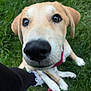 Honey is registered to the contest to win money with this photo: dog, close_up, grass, leash, outdoor, pet, animal, mammal, canine, nose, eyes, paw, collar, playing, curious, sitting, person, shoe, black_pants, red_leash