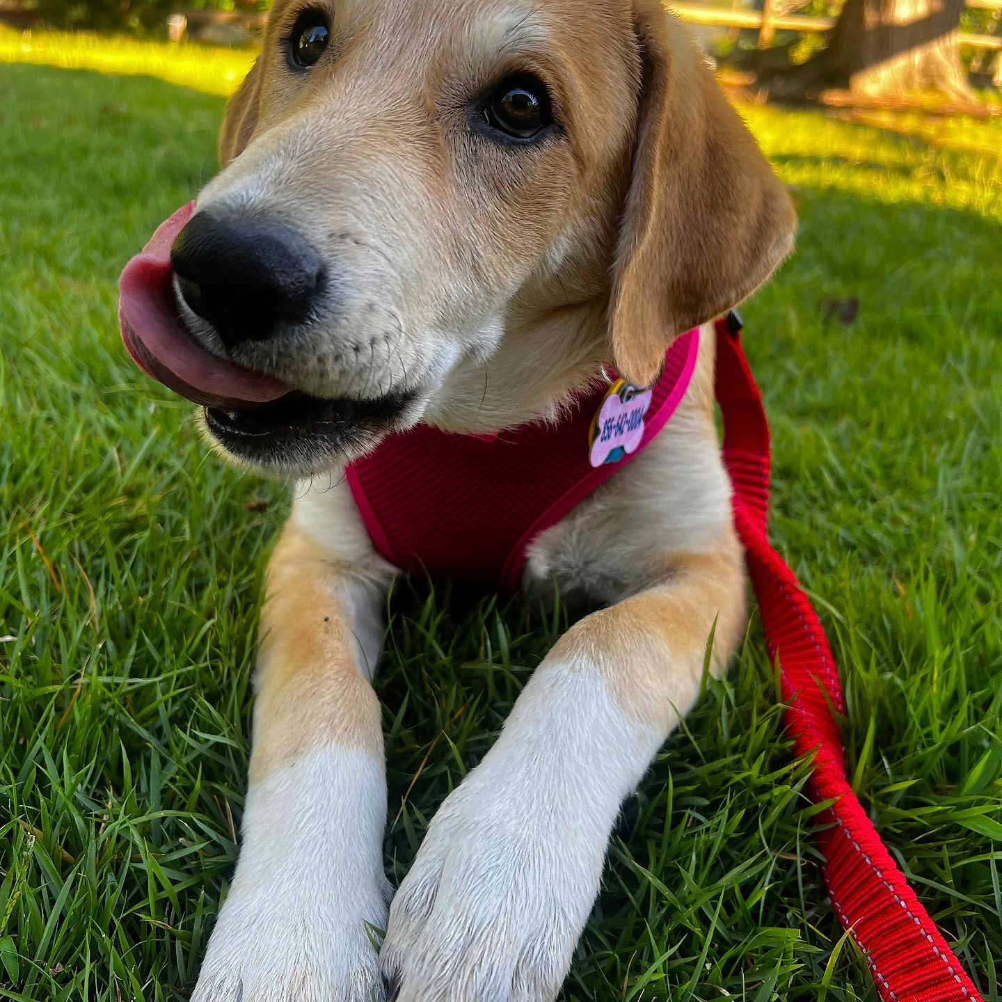 Honey joined the competition — help win amazing prizes! animal, canine, close_up, cute, dog, fence, grass, harness, leash, muzzle, nature, outdoor, pet, playful, puppy, summer, sunlight, tongue, tree, young