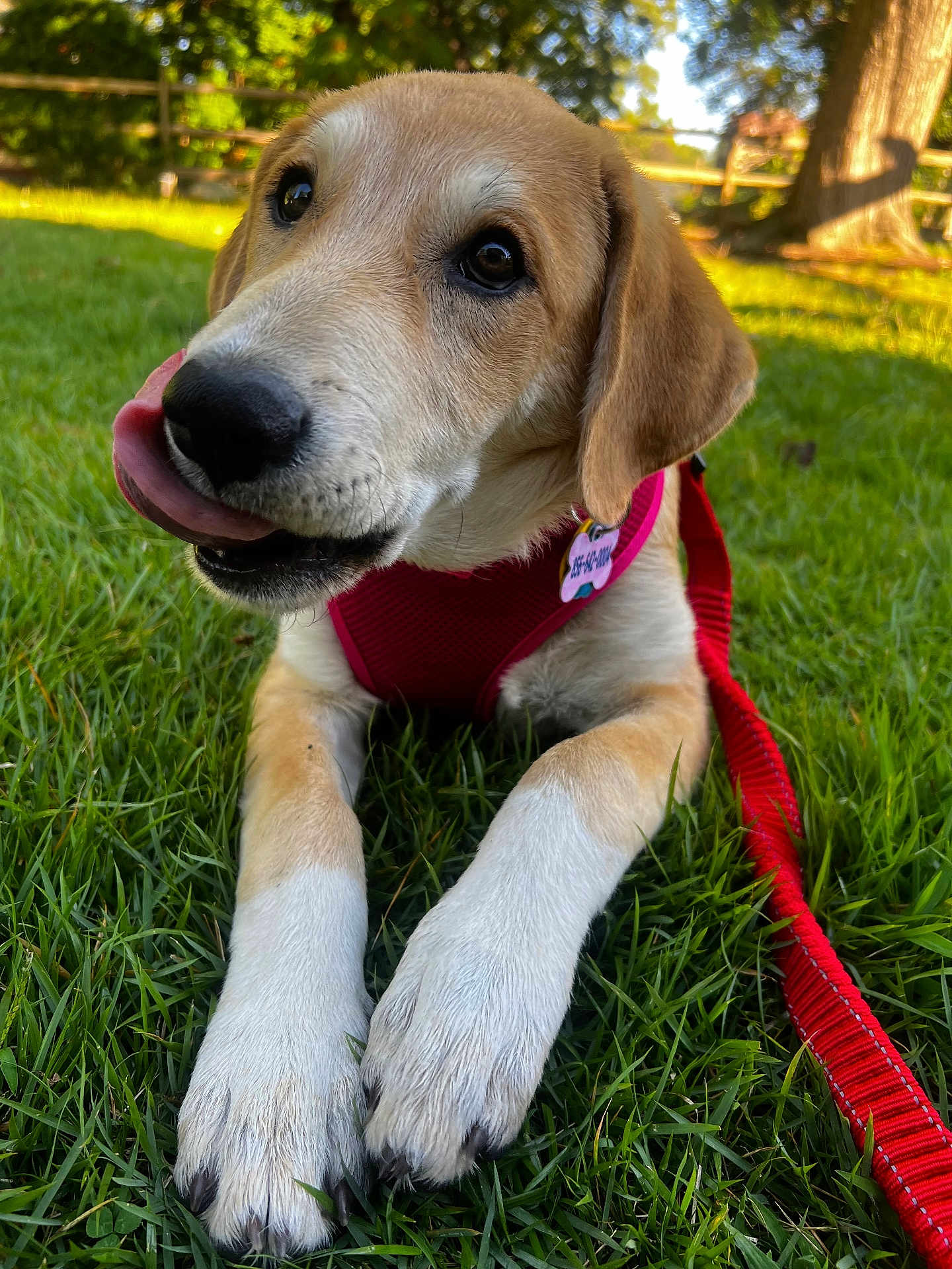 Honey joined the competition — help win amazing prizes! puppy, dog, grass, leash, harness, outdoor, pet, tongue, close_up, playful, nature, summer, fence, tree, sunlight, animal, cute, young, canine, muzzle
