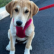 Honey is registered to the contest to win money with this photo: puppy, dog, pet, harness, leash, outdoor, asphalt, road, grass, curb, young, animal, cute, sitting, ears, eyes, nose, fur, canine, companion