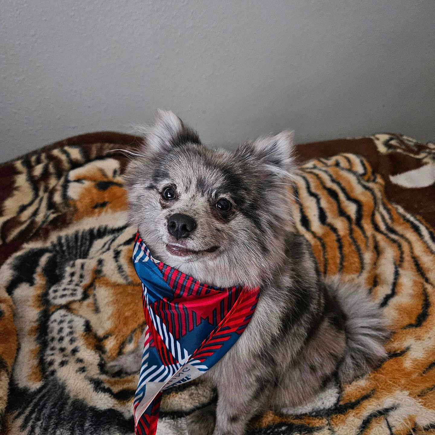 Toby is registered to the contest to win money with this photo: dog, bandana, blanket, tiger_pattern, fur, pet, indoor, cute, animal, smile, sitting, face, ears, tail, furry, domestic_animal, portrait, cozy, friendly, looking_up