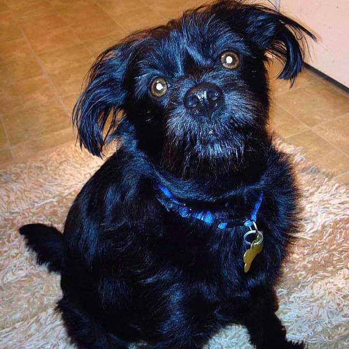 Bentley joined the competition — help win amazing prizes! dog, black_dog, pet, animal, fur, collar, indoor, floor, rug, cute, portrait, canine, looking_up, ears, domestic, companion, friend, nose, whiskers, small_dog