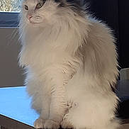 Zoé participe au concours pour gagner de l'argent avec cette photo : cat, fluffy, white, black, pet, feline, animal, indoor, table, window, natural_light, sitting, fur, portrait, domestic, cute, side_view, calm, soft_light, household