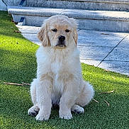 Wallace joined the competition — help win amazing prizes! puppy, golden_retriever, dog, grass, outdoor, pet, canine, fur, young, animal, sitting, cute, adorable, steps, stone, daylight, nature, eyes, portrait, mammal