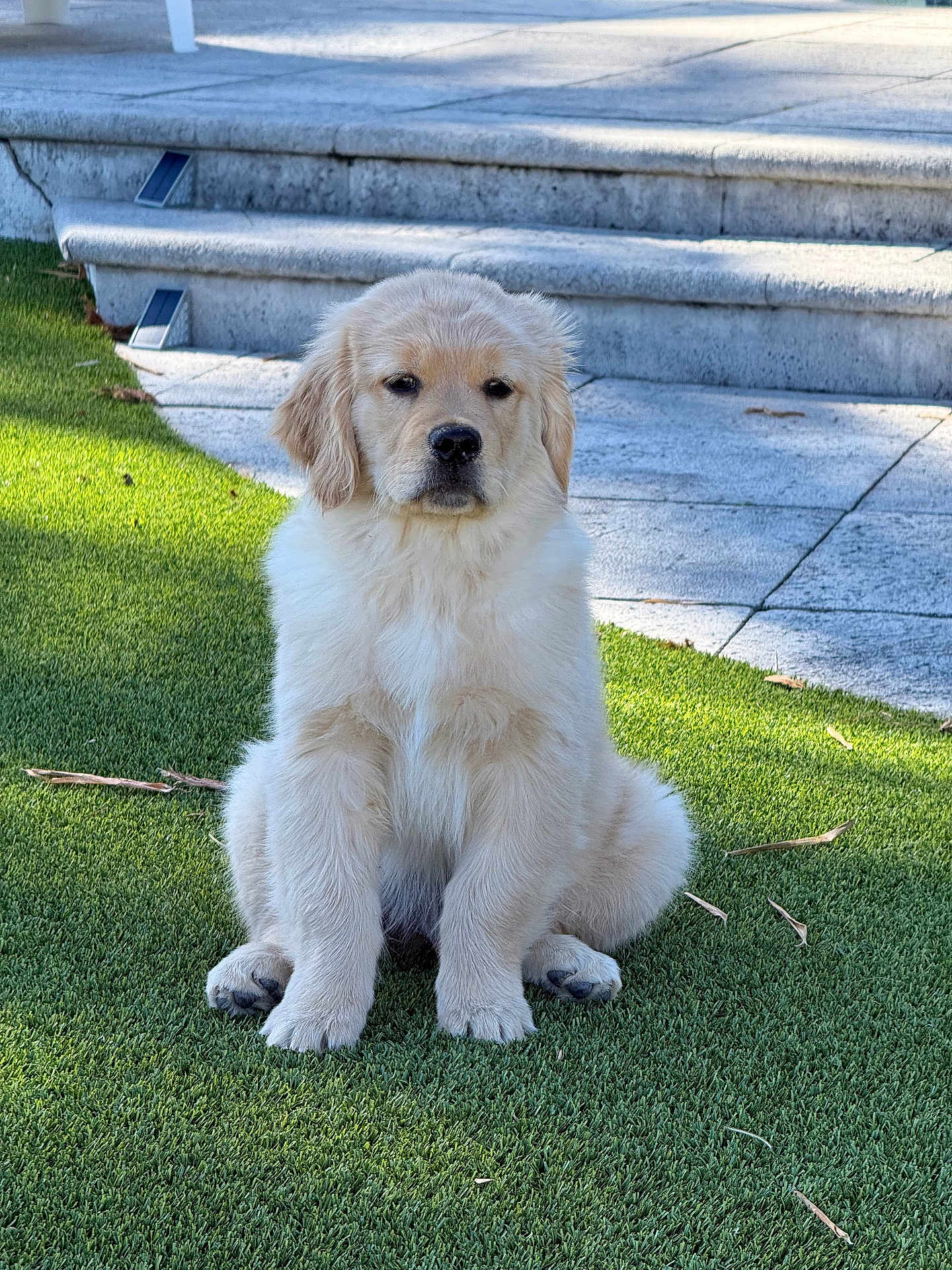 Wallace joined the competition — help win amazing prizes! puppy, golden_retriever, dog, grass, outdoor, pet, canine, fur, young, animal, sitting, cute, adorable, steps, stone, daylight, nature, eyes, portrait, mammal