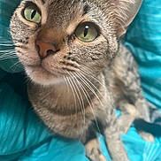 Menow joined the competition — help win amazing prizes! cat, tabby, green_eyes, whiskers, close_up, pet, feline, animal, cute, domestic_cat, fur, face, ears, bed, blanket, blue, indoor, relaxed, looking_up, portrait