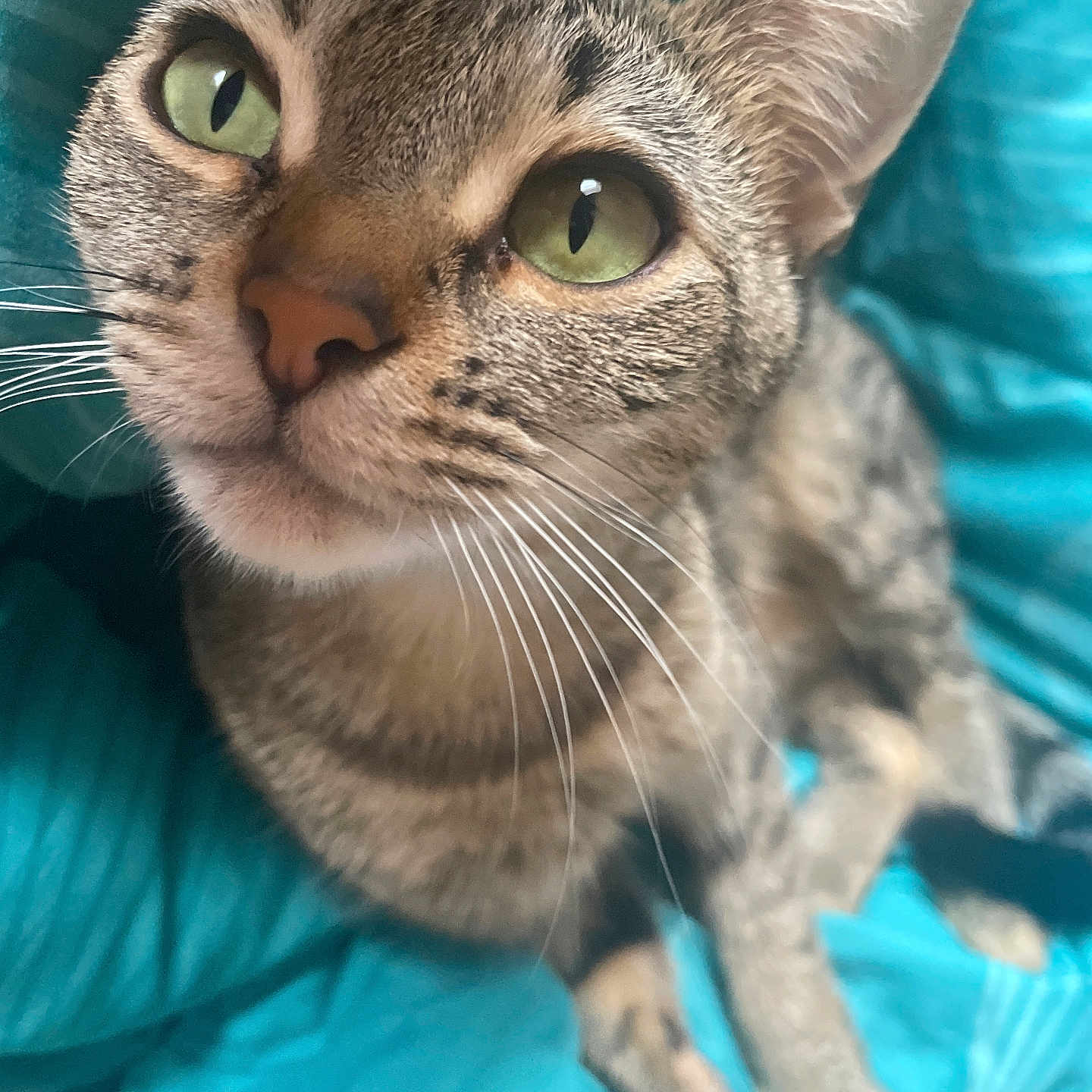 Menow joined the competition — help win amazing prizes! animal, bed, blanket, blue, cat, close_up, cute, domestic_cat, ears, face, feline, fur, green_eyes, indoor, looking_up, pet, portrait, relaxed, tabby, whiskers