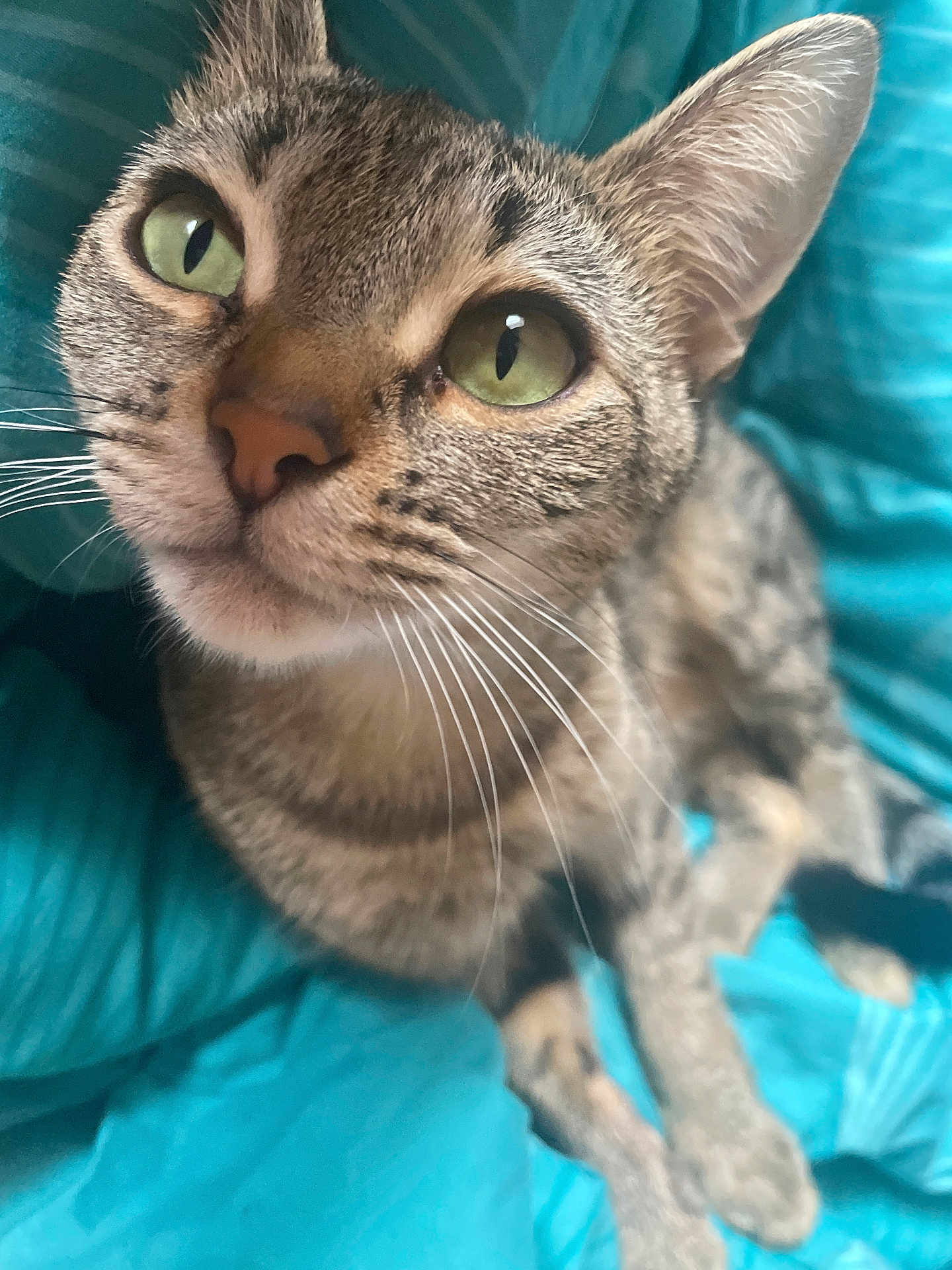 Menow joined the competition — help win amazing prizes! cat, tabby, green_eyes, whiskers, close_up, pet, feline, animal, cute, domestic_cat, fur, face, ears, bed, blanket, blue, indoor, relaxed, looking_up, portrait