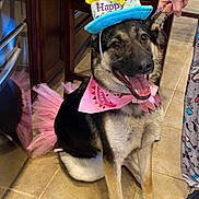 Cerberus is registered to the contest to win money with this photo: dog, german_shepherd, birthday_hat, tutu, bandana, smiling, pet, indoor, kitchen, floor_tiles, leash, person_hand, party, celebration, costume, happy, fur, sitting, accessory, portrait