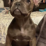 Memphis is registered to the contest to win money with this photo: dog, puppy, french_bulldog, pet, animal, ears, face, sitting, indoor, couch, bed, blanket, home, cute, adorable, fur, canine, looking_up, front_paws, young