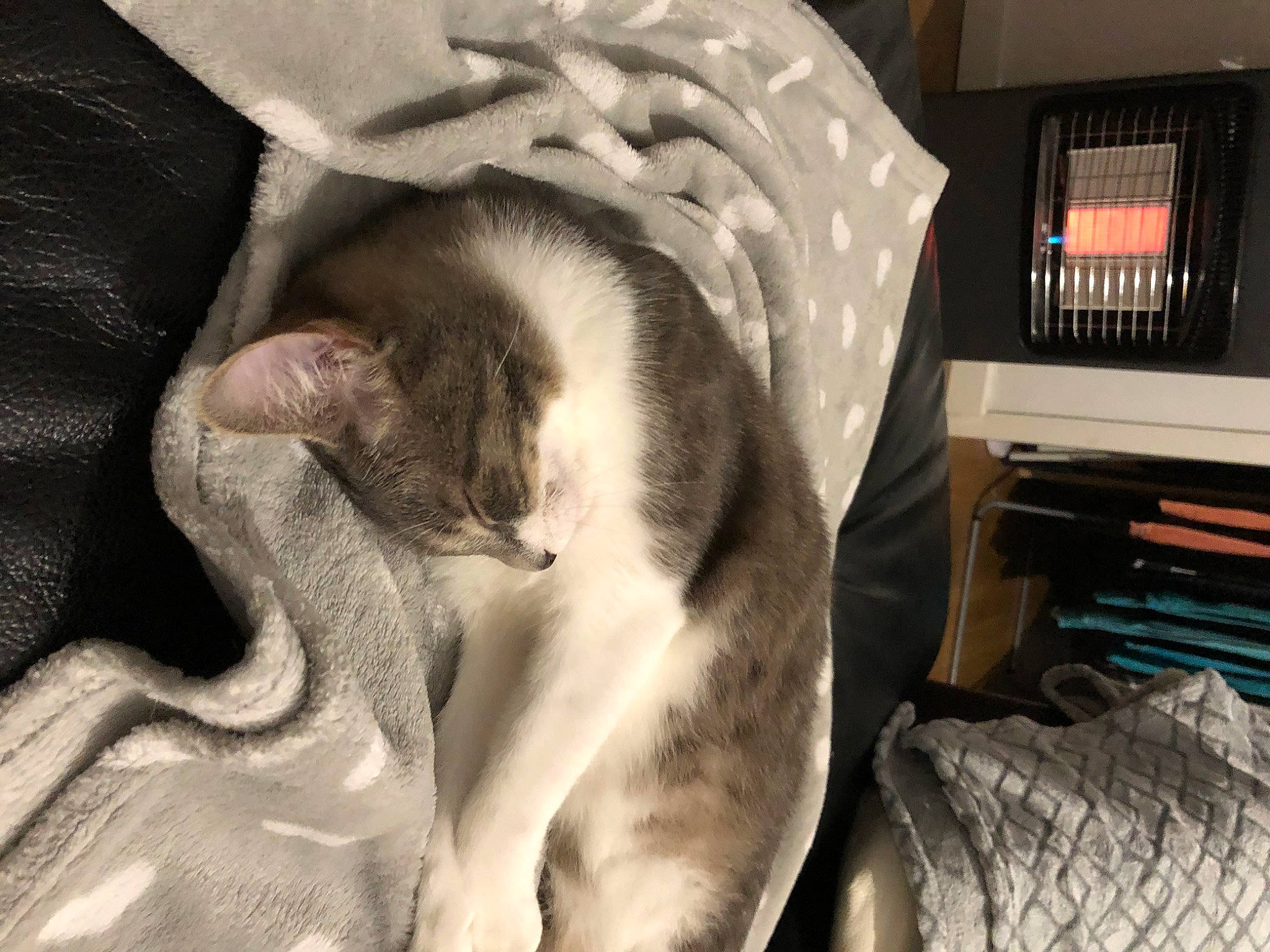 Woody participe au concours pour gagner de l'argent avec cette photo : canidae, carnivore, cat, comfort, domestic_short_haired_cat, fawn, felidae, fur, grey, human_leg, nap, office_supplies, paw, pet_supply, room, small_to_medium_sized_cats, snout, sporting_group, tail, whiskers