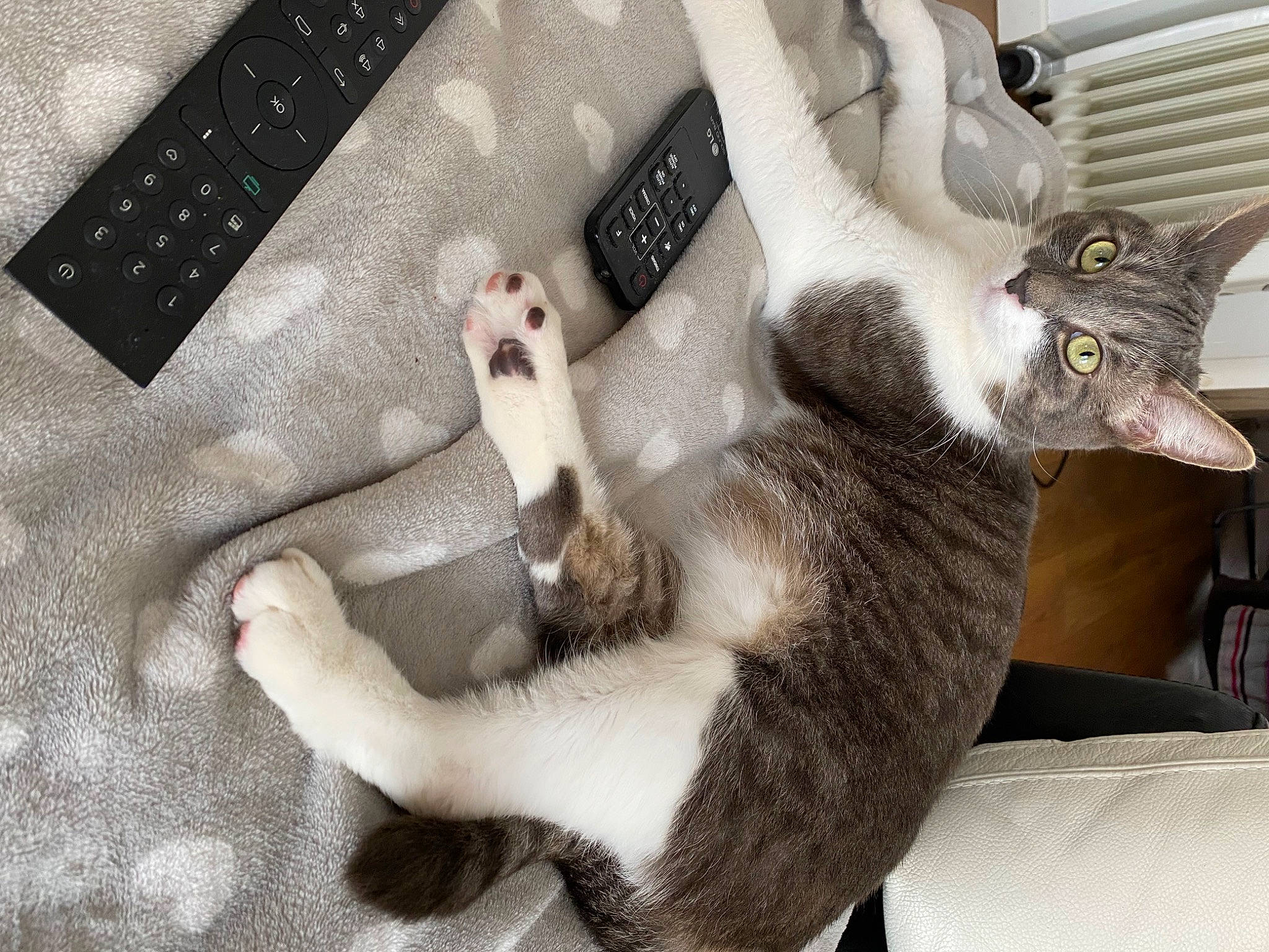 Woody participe au concours pour gagner de l'argent avec cette photo : carnivore, cat, claw, comfort, domestic_short_haired_cat, felidae, fur, gesture, grey, linens, nail, pattern, paw, remote_control, sleeve, small_to_medium_sized_cats, tail, whiskers