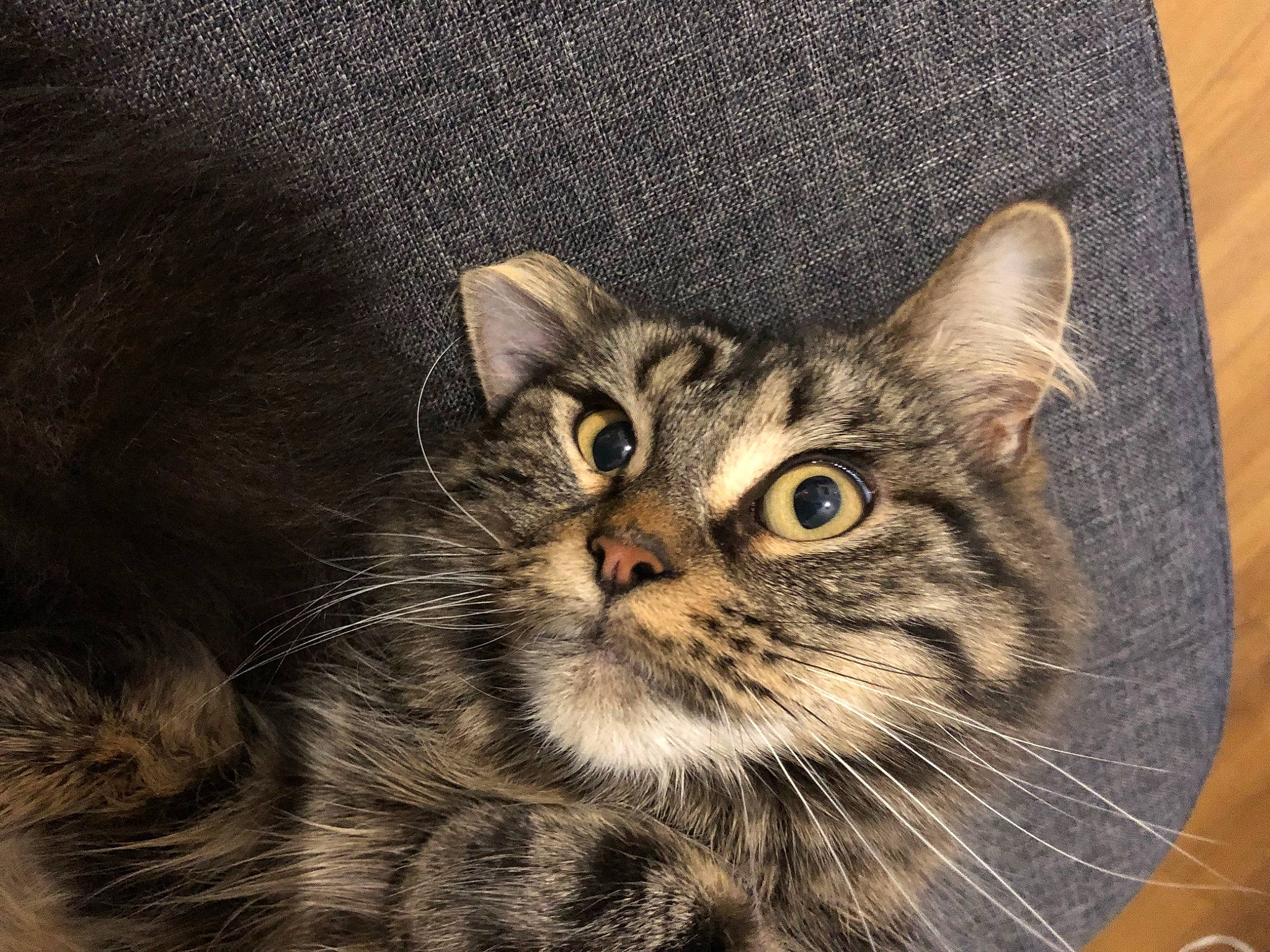 Pink a rejoint le concours — aidez-le/la à gagner de superbes lots ! art, carnivore, cat, domestic_short_haired_cat, drawing, felidae, fur, illustration, iris, painting, pattern, paw, photo_caption, small_to_medium_sized_cats, snout, terrestrial_animal, visual_arts, whiskers, wildlife, window